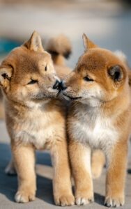 dog, animal, puppy, cute, nature, pet, shiba