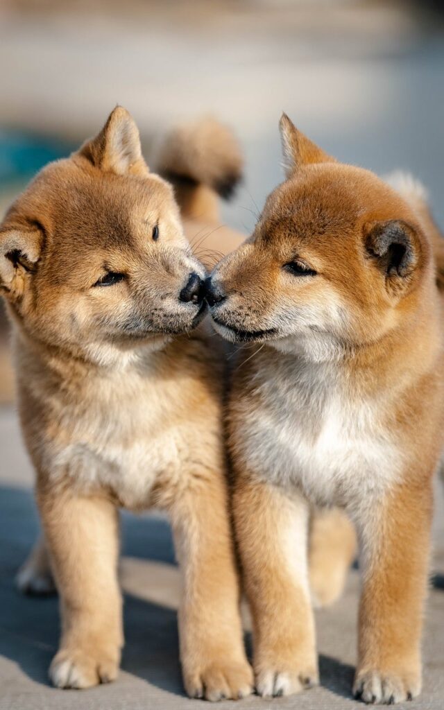 dog, animal, puppy, cute, nature, pet, shiba